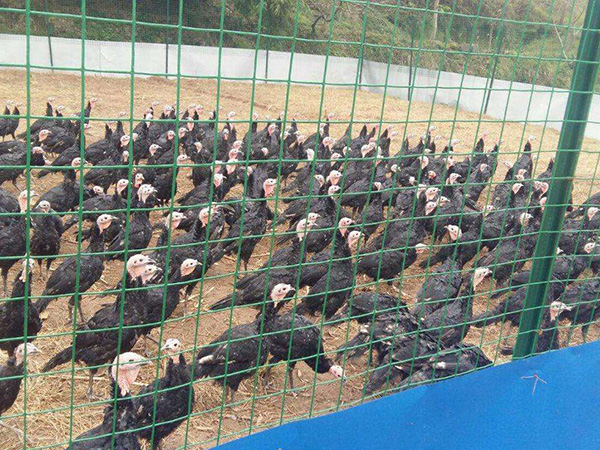 圈地護(hù)欄網(wǎng) - 安平縣中澤絲網(wǎng)制造有限公司圖片2